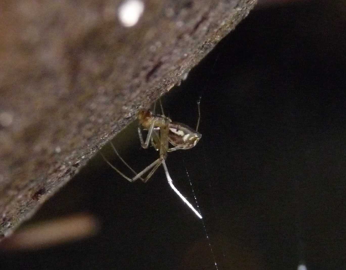 Linyphiidae o Tetragnathidae?